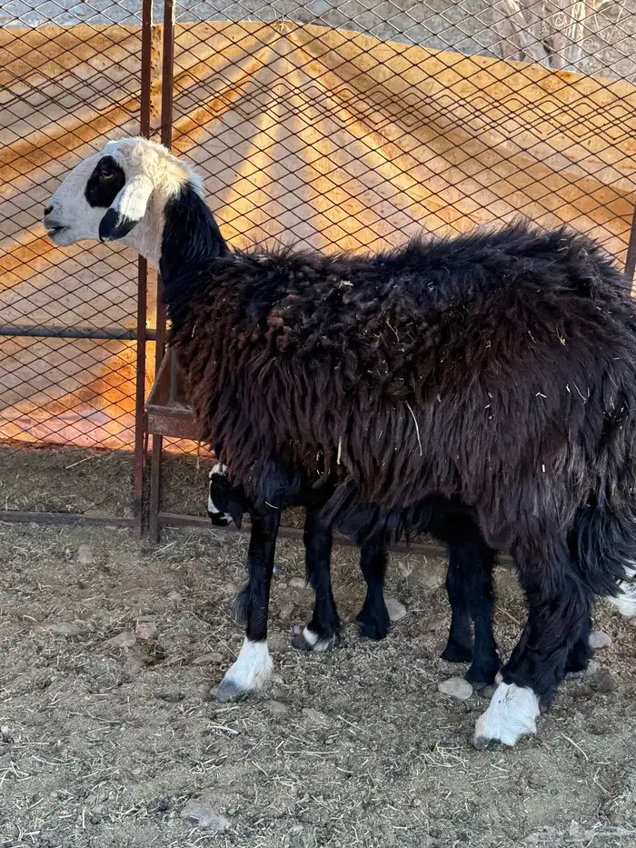 نعجه نجديه والد 3