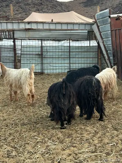 معزى عارضيه index