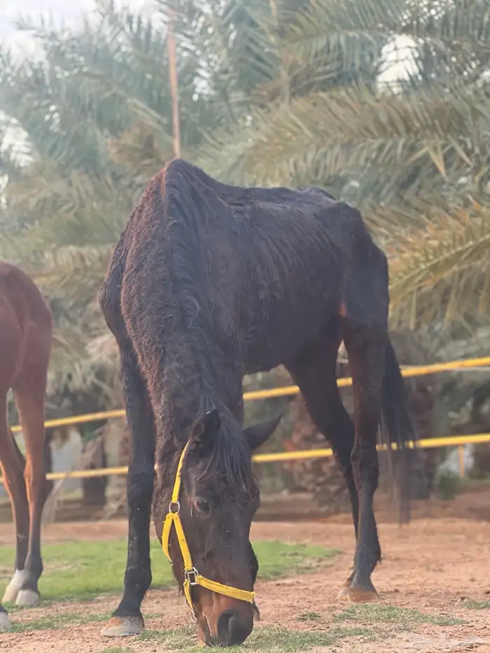 فرس انقليزيه 2