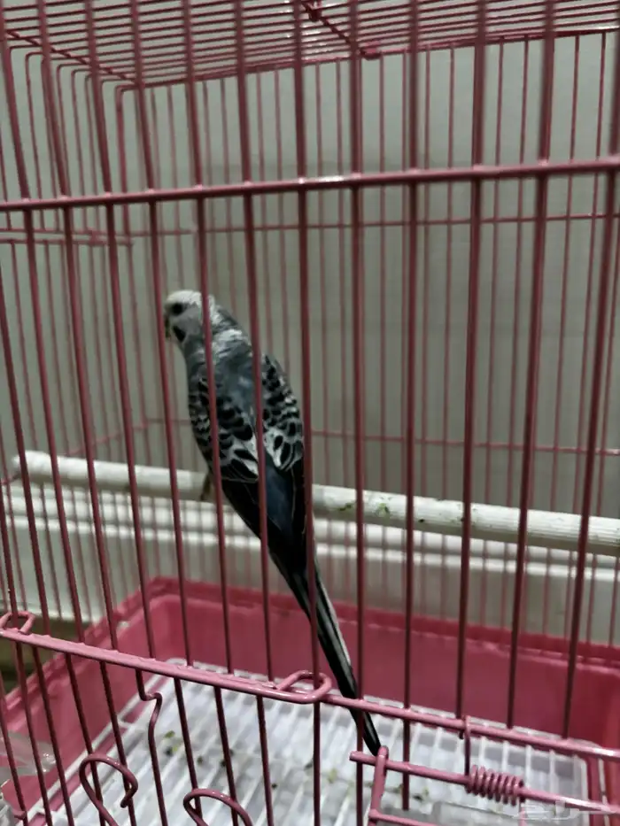 للبيع عصفور بادجي 1