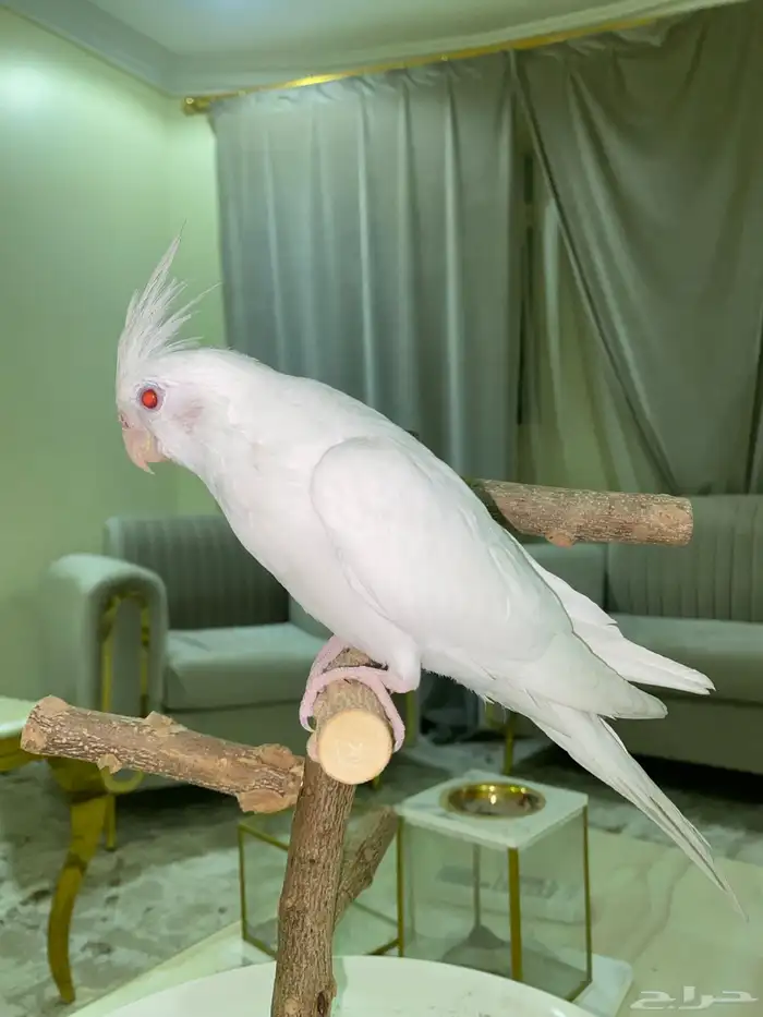 كروان اليف جدا 5