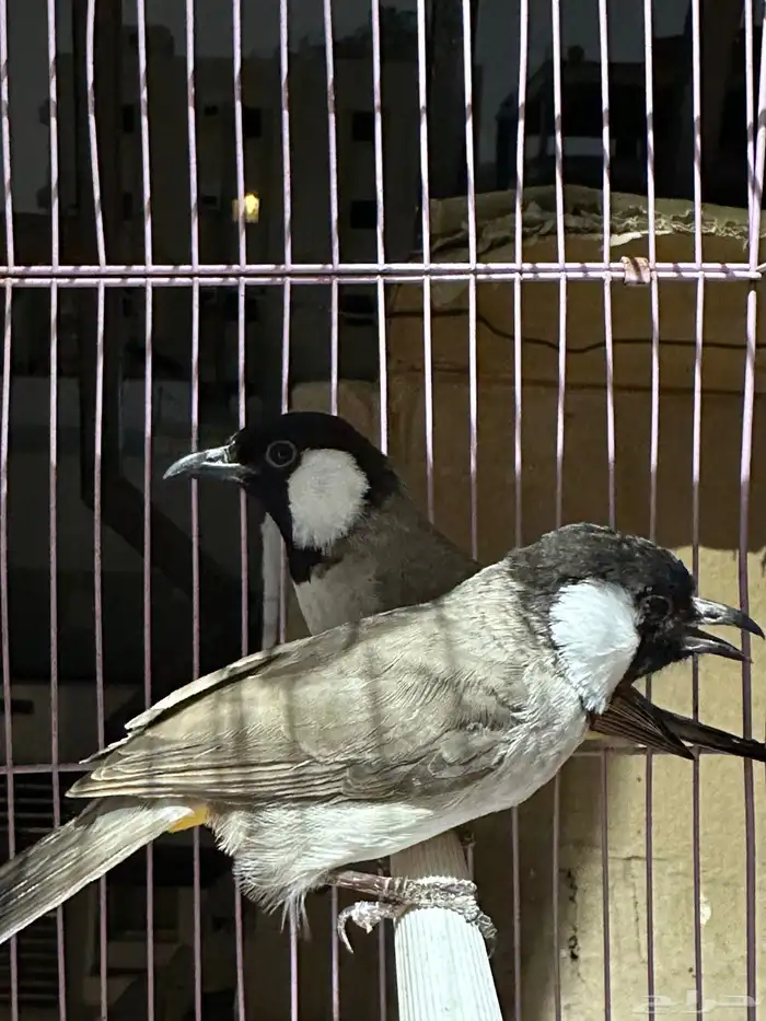 بلبل بلابل عراقي ابيض الخدين 3