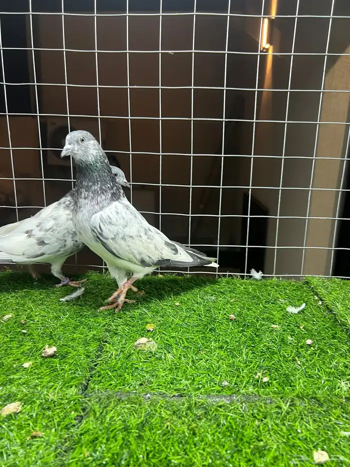 زوج باكستاني شت والا 4