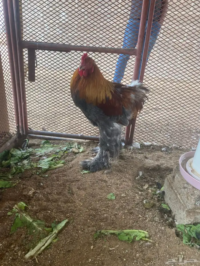 ديوك براهما 0