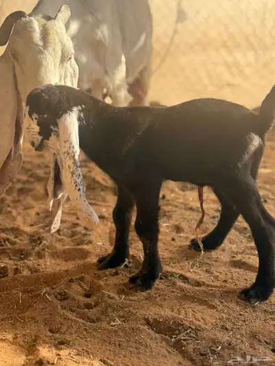 عنز مشروكه حاصب index