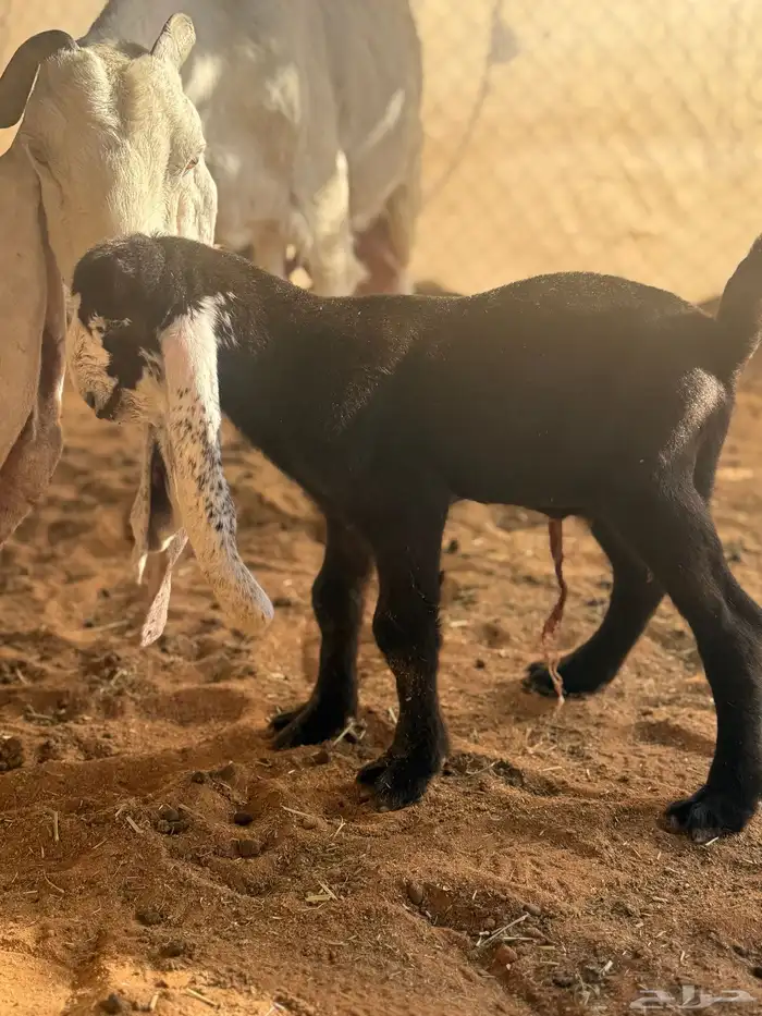 عنز مشروكه حاصب 5