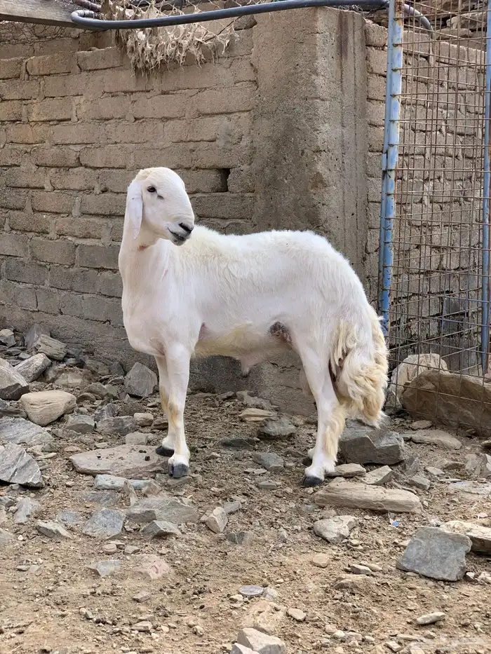 فحل حري مشروط 2