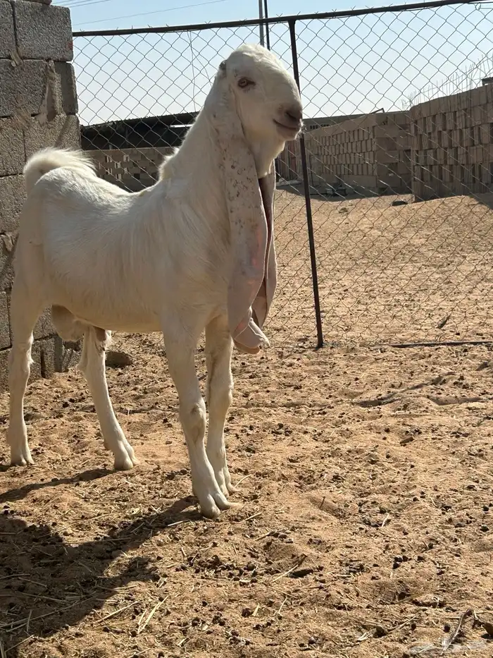 مشروع فحل طيب 0