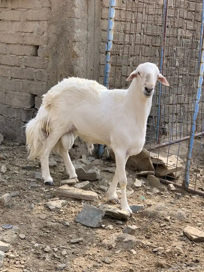 فحل حري مشروط 0