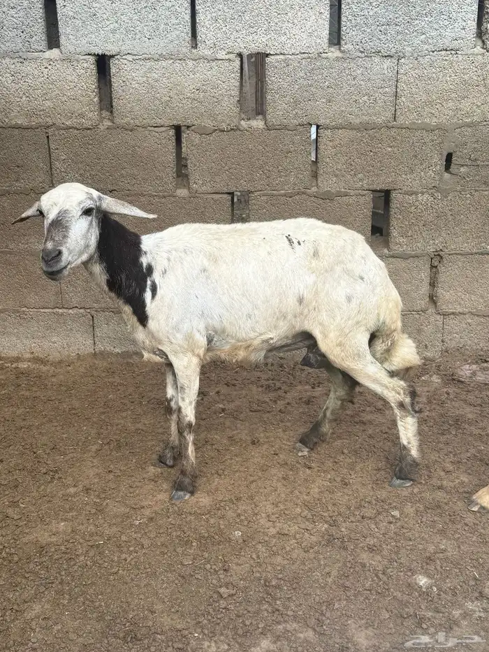 لبيع خرفان 0