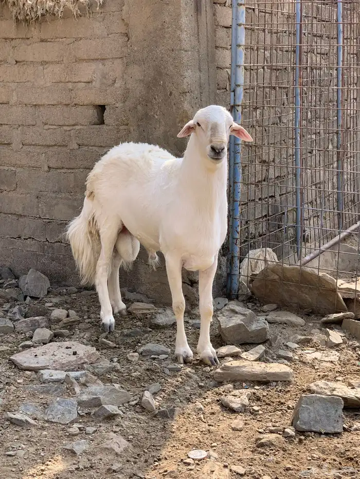 فحل حري مشروط 1