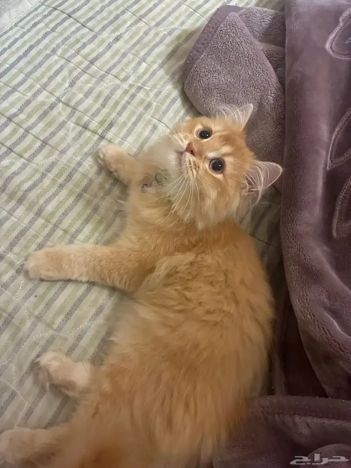 قط لبيع اكله ومكافاته واغراضه كاملة متعود التربوكس 2