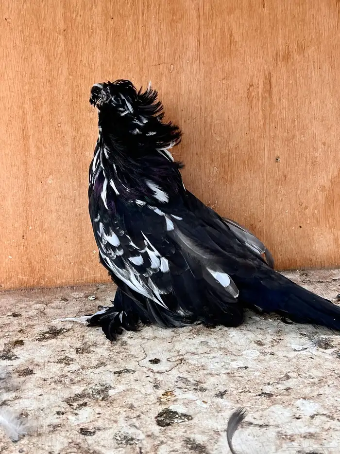 طبه بخارة سبلاش وتايقر 9