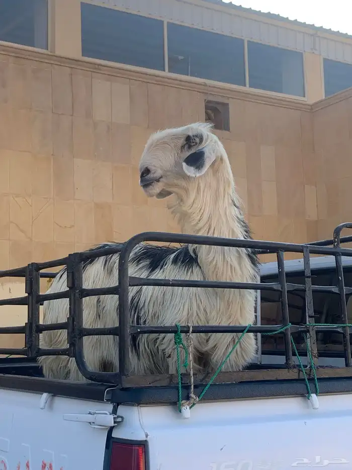 شاه صنف حايل 1