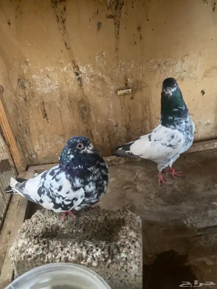 حمام باكستاني 1