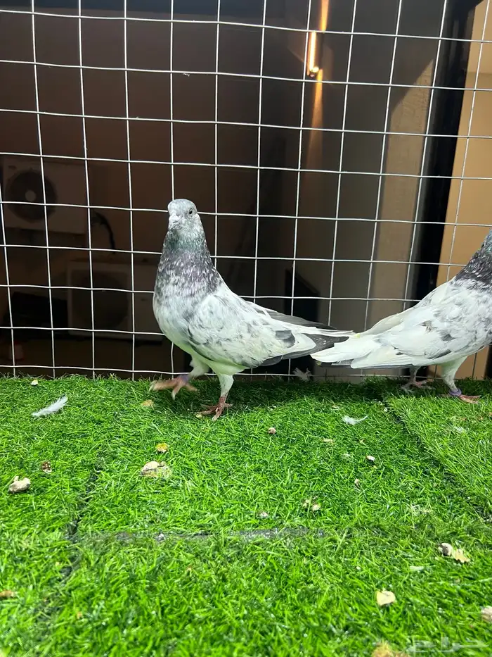 زوج باكستاني شت والا 0