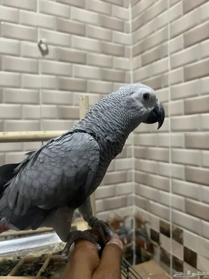 ببغاء كاسكو 6