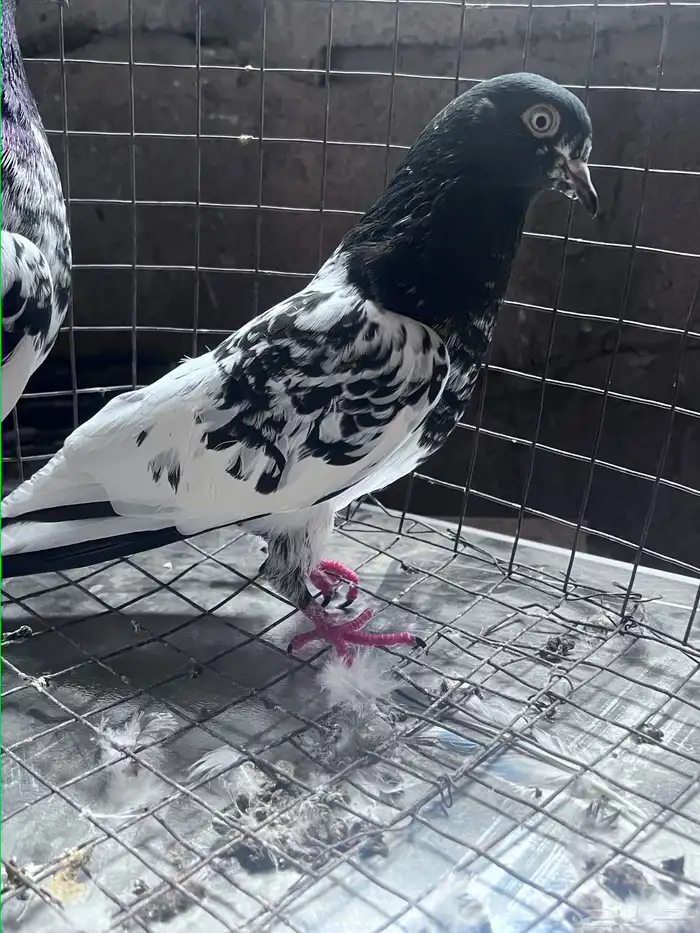 البيع حمام 2