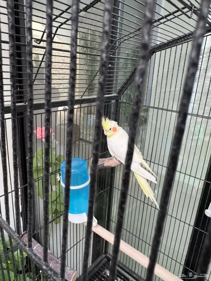 ببغاء كروان 1