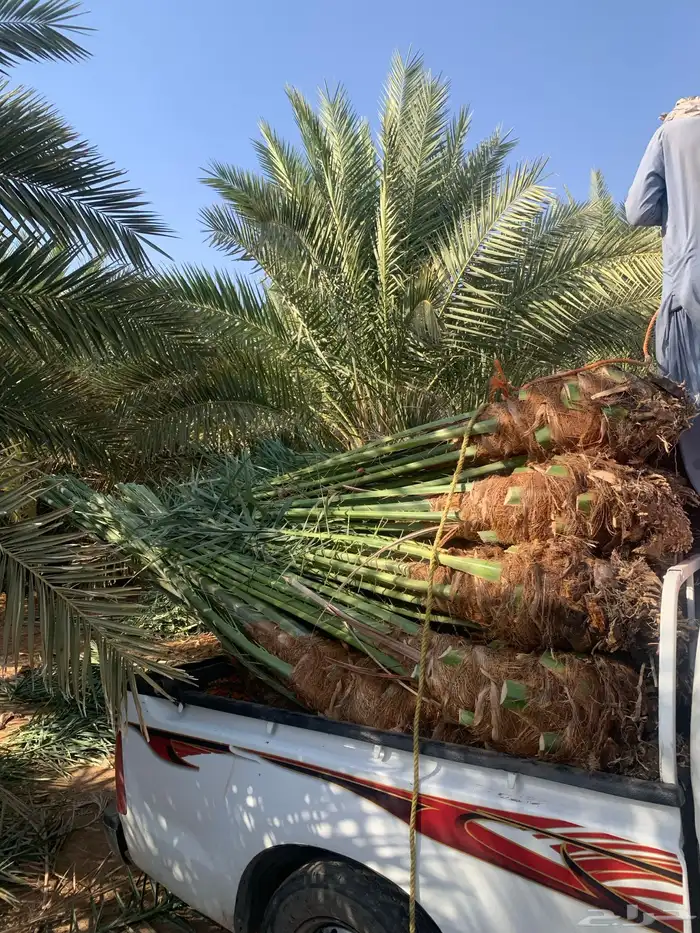 صقعي مجدول 0