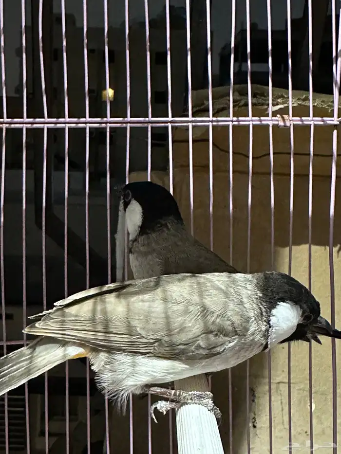 بلبل بلابل عراقي ابيض الخدين 4