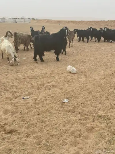 للبيع فحل عارضي index