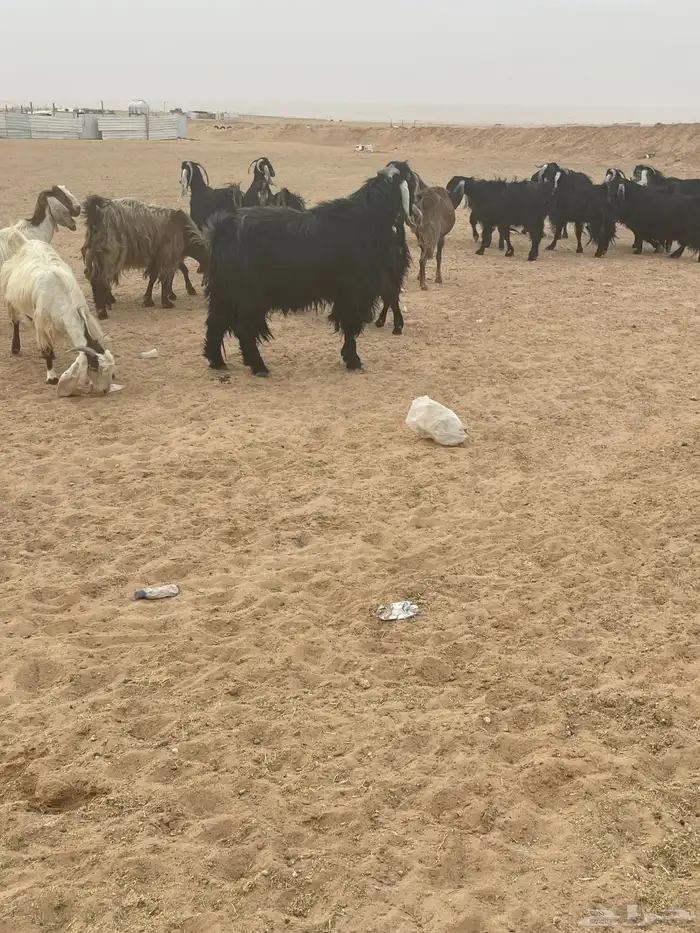 للبيع فحل عارضي 1