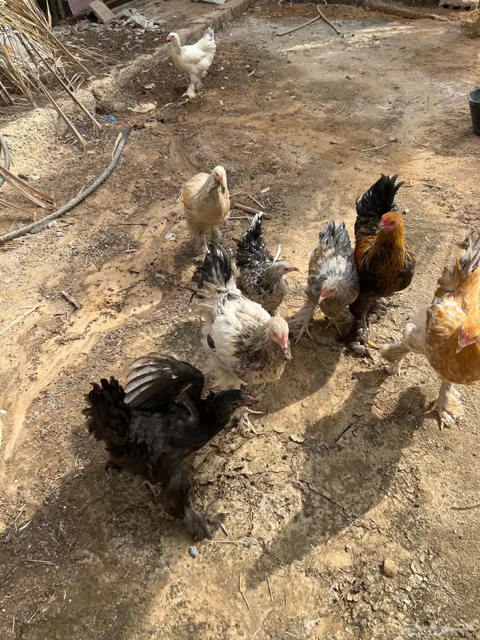 دجاج براهما 5