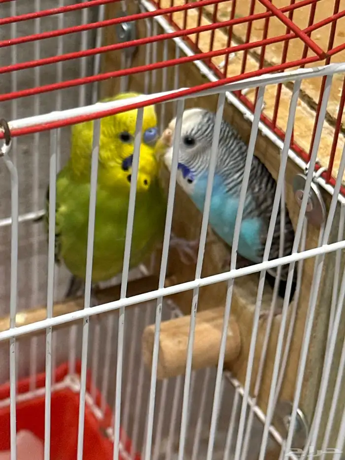 طيور بادجي 2