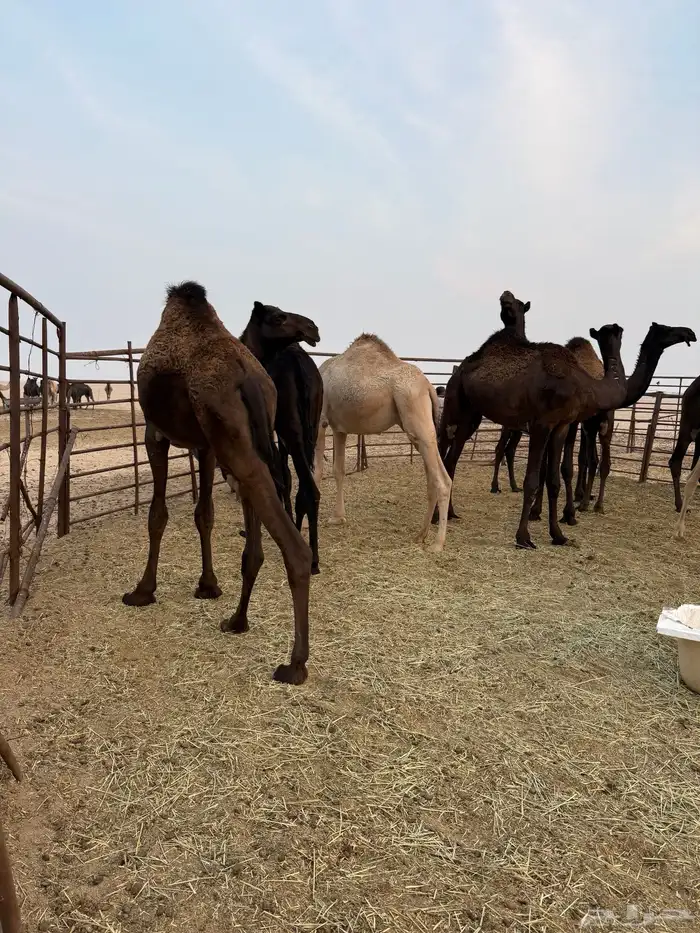 قعدان عمارها حول السنتين 4 قعدان 2