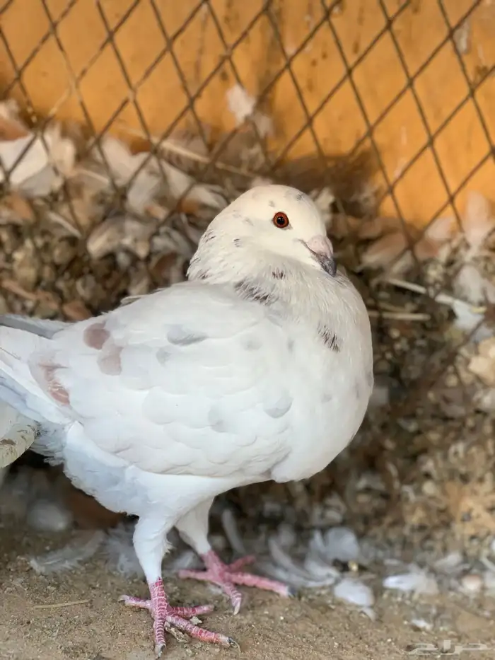 طبة كنق على هومر باقي له 4 ريشات 5