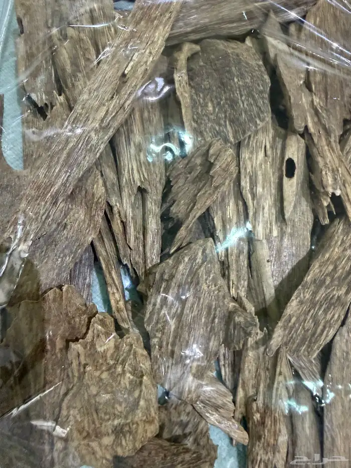 عوده كلمنتان بونتيناك 0