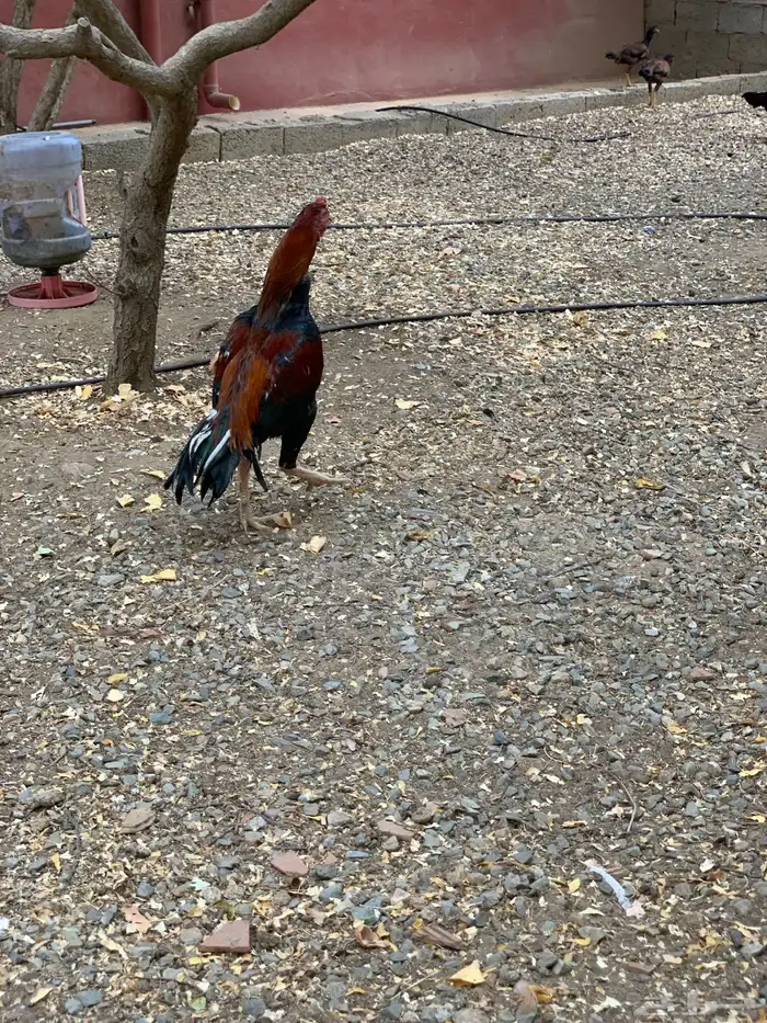 ديك ودجاجه باكستانيه 1