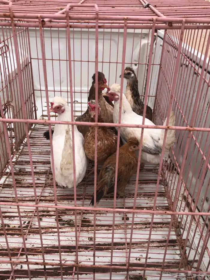 للبيع دجاج ترثه 3