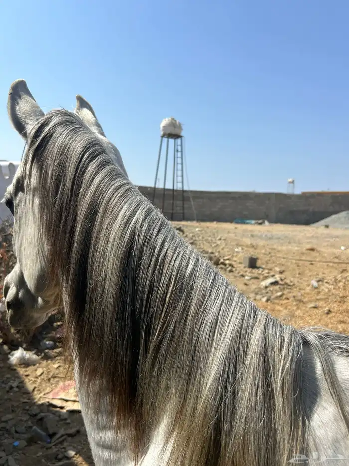 حصان. شعبي. 5