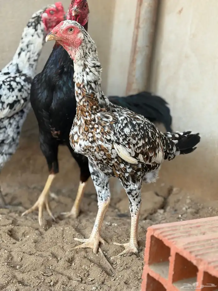 دجاج سندي من حلال العم غبشان 6