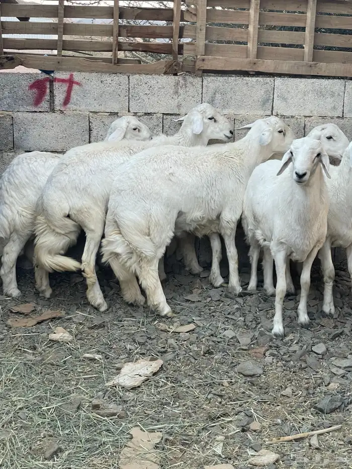 خرفان مناسبات ومبادي فوق الكفوو 3