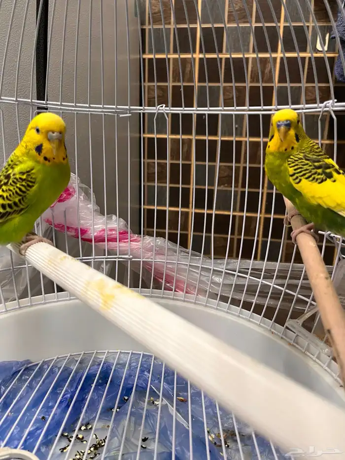 طيور البادجي او الحب للبيع 2