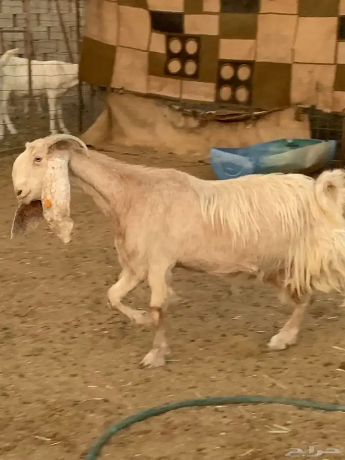 عنز مشروكه بشامي 0