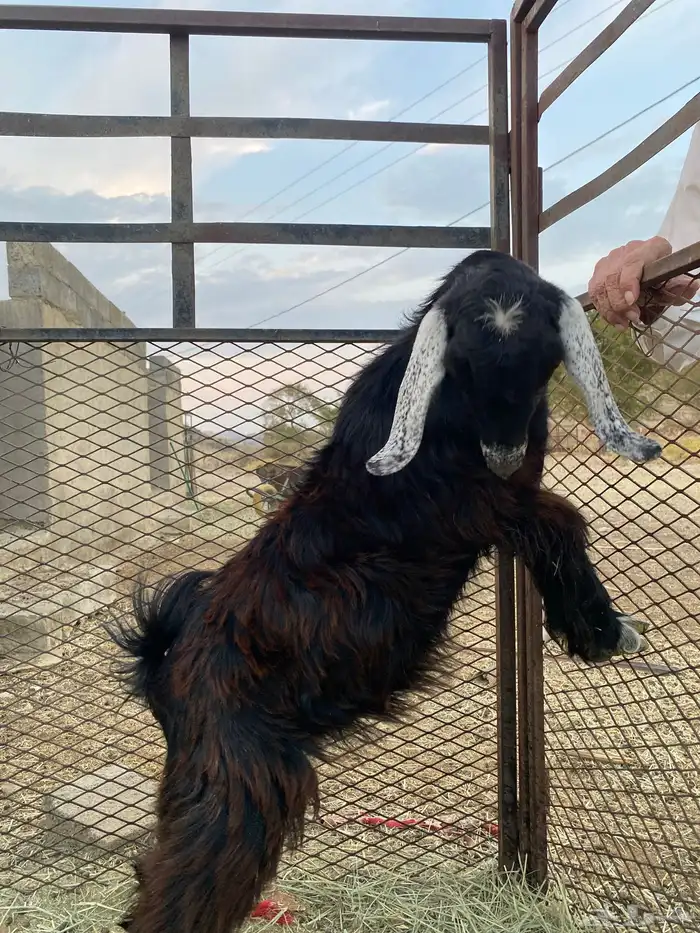 تيس لحقي البيع 2