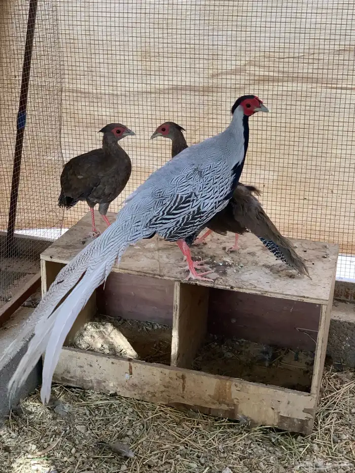 فزنت سيلفر 1