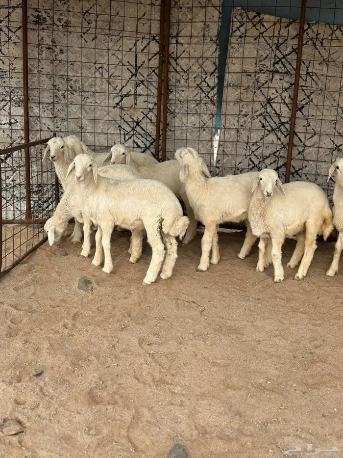 بهم مراح نضيف 0