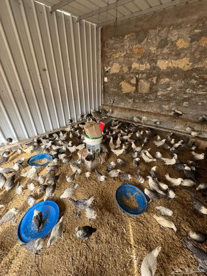 دجاج وديوك للبيع 0