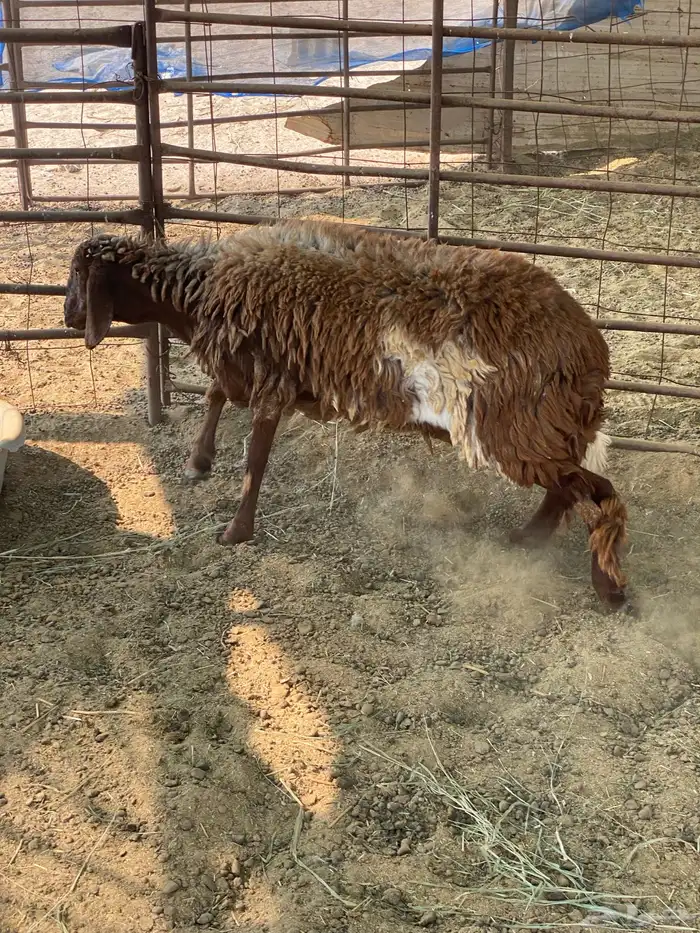 عنز متوم وجذعه مهجنه 6