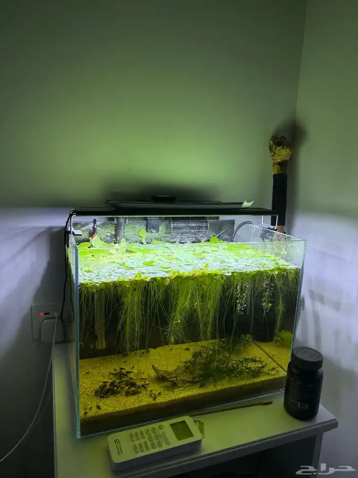 حوض سمك شرمب 0