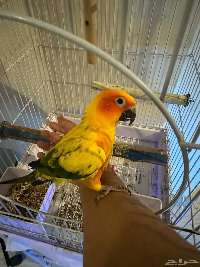 ببغاء صنكنيور 4