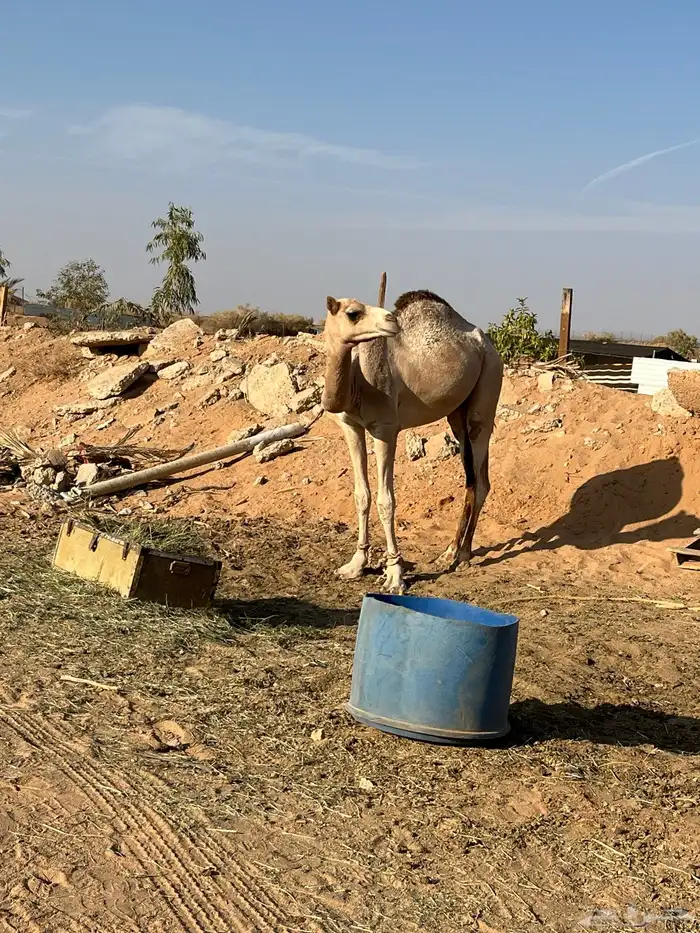 للبيع قعود لقي مهجن طابع يركب عليه الصغير والكبير مشروط 0