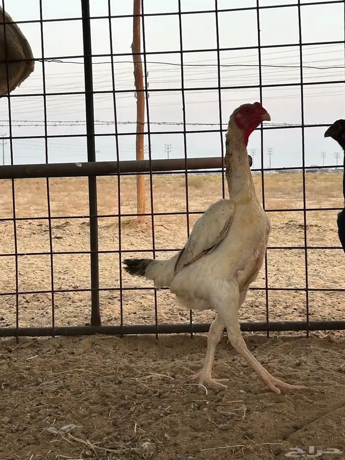 شامو ياباني تم البيع تم البيع 5