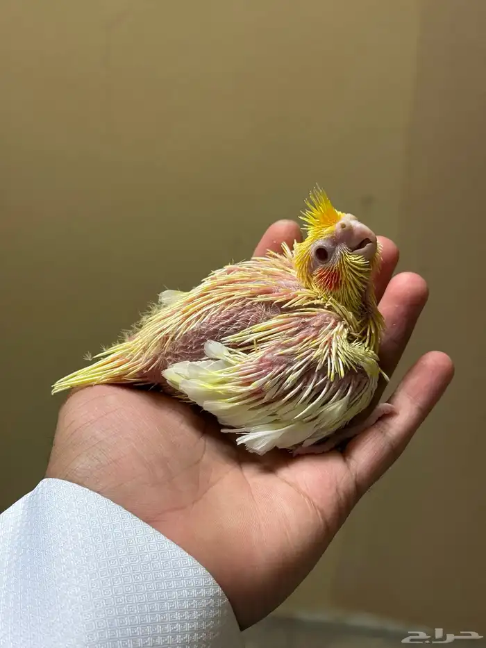 فرخ كروان لاتينو مجنون غر ( تم البيع ) 1