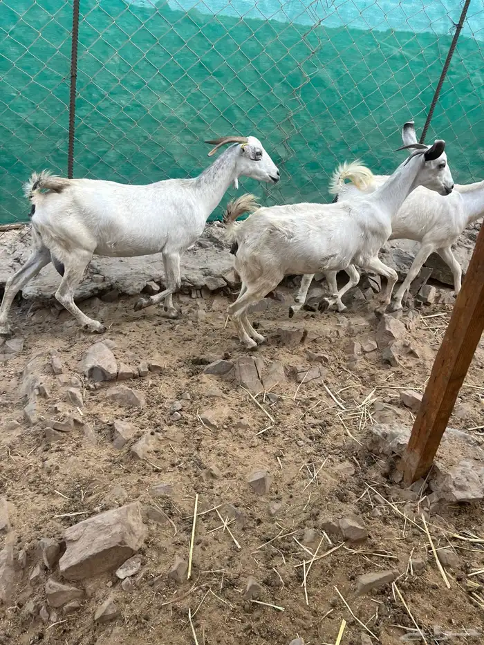 ماعز بيشيات صنف الصنف 0